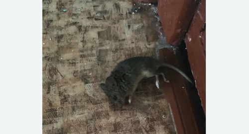 Дезинфекция от мышей в Долинске