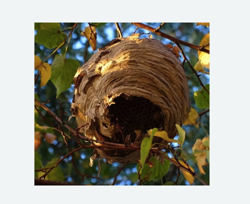 Обработка от шершней в Долинске