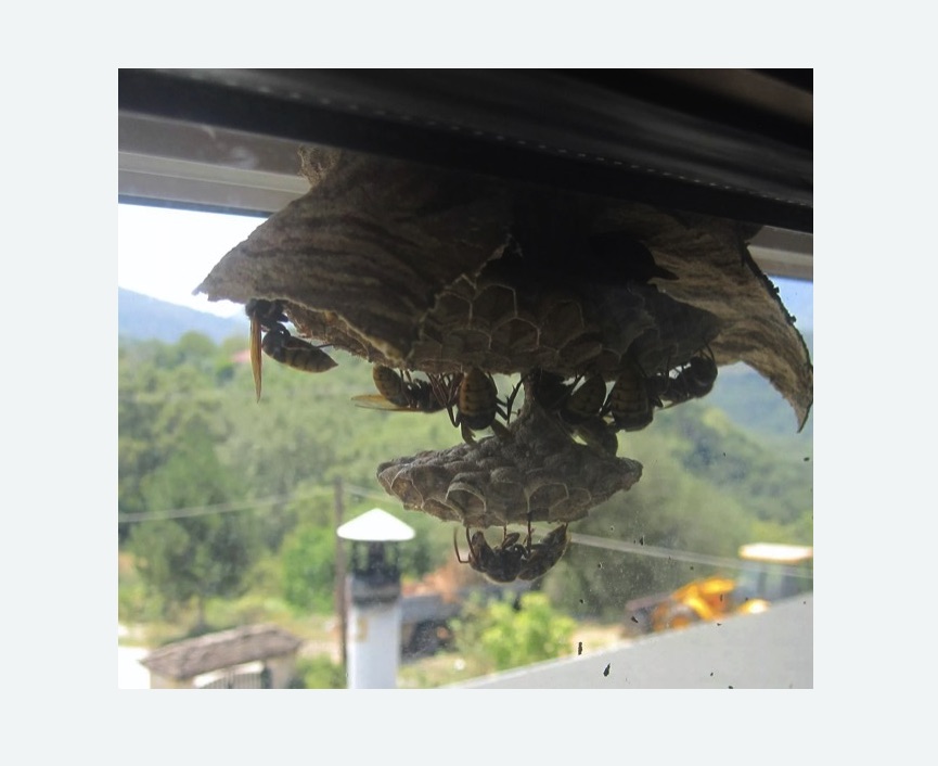 Уничтожение гнёзд шершней в Долинске