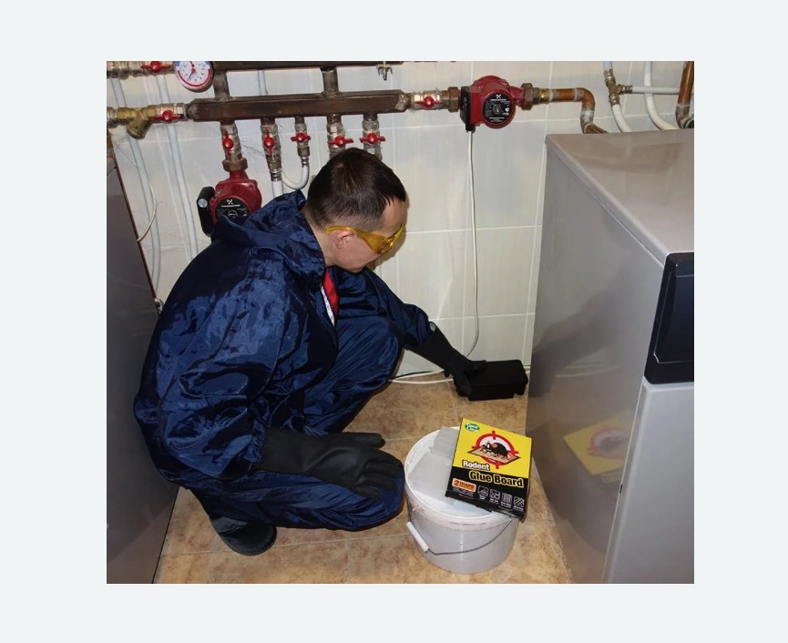 Уничтожение крыс в Долинске