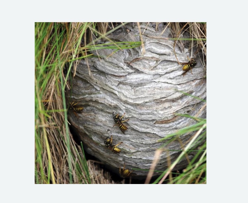 Уничтожение ос и ульев в Долинске